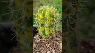 Repotting! #cactus #gardening #nature #plants #succulents #cacti #trichocereus #flowers #garden