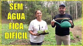 Colheita da Horta e Flores nos Pês de Frutas #plantas #nossachacara #roça #chacaradozero