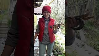 НАКОРМИ МУРАВЬЕВ ПО ВКУСНЕЕ БОЛЬШЕ ИХ НЕ БУДЕТ @-MarusyaShorts-