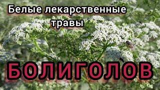 БОЛИГОЛОВ ПЯТНИСТЫЙ. Эффективнейший рецепт Настойки Болиголова. Серия "Белые лекарственные травы".