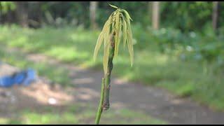 Grafting Idea On Mango Tree, You Have To Know!