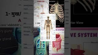#humenbrain#humen#body#parts#liver#skeletalsystem#lungs#science#stomach#general#art#youtubeshorts###
