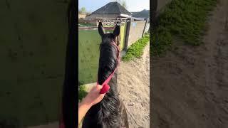 УМНАЯ ЛОШАДКА #horse #кони #лошади #асау #ат #жылкы #айгыр #кунан #бие