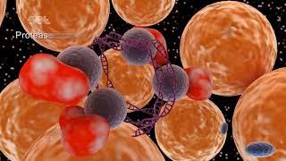 Production of Insulin Throuhg Genetic Engineering