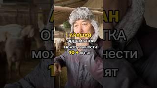 Сколько ягнят можно получить от 1 овцематки #арашан ? #арашан_койлору #ферма в  мое  #хобби