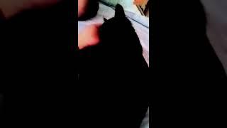 КОТОЗАВР