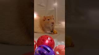 Lovable Rat  #cute #fancyrat #petrats #funnyanimals #ratlove
