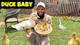 Baby Ducks Nikal Aiye  Bht Cute Hain