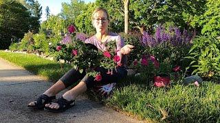 Using Clearance Plants in my Garden Design 🪴// Suburban Oasis