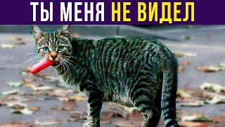 Приколы с котами. Ты меня не видел | Мемозг #370