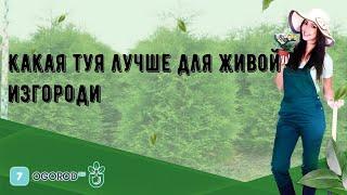 Какая туя лучше для живой изгороди