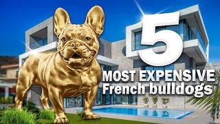 5 Most Expensive French Bulldogs