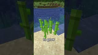 Bone Meal works on Sugar Cane in Minecraft Bedrock Edition