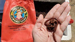 Worms For Composting Bin - Super Red European Night Crawlers