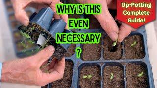 Watch This Before Transplanting/Up-Potting Seedlings - World Record Gardener's Complete Tutorial