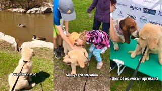 Golden Retrievers Cute puppy Moments