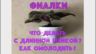 ФИАЛКИ. Что делать с длинной шейкой? African Violet has a long neck.