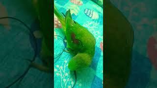 Step by step 🪜 1 #viral #parrots  #total #alexander #satisfying #shorts #trending
