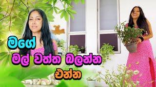 මගේ ලස්සන මල් වත්ත බලන්න එන්න| flower Garden | my sweet Home | Piumi srinayaka | 2023