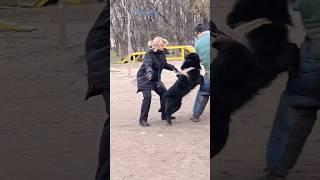 ‼️Defender! #STRAZHODESSA Groenendaal Anzor.  Dog training GUARD. Odessa.  Ukraine 2024