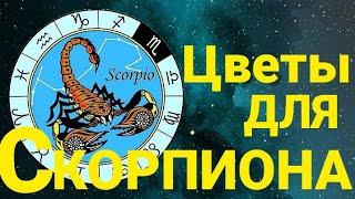 Какой цветок подарить скорпиону?