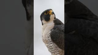 The guardian of the Kingdom.Male Peregrine Falcon...#peregrinefalcon #falcon #birdsofprey