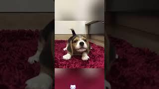 #interesting #cute#pet #animal #pet#dog #doglover#funnydogs#dog