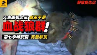 大型紀錄片【野狼復仇記】第七季特別篇，犬王烟霧成王記，三歲就敢衝出去戰狼，天生的戰狼王者#坎高犬#狼#牧羊犬#狗#狼群#土耳其#动物世界#動物解説#動物世界