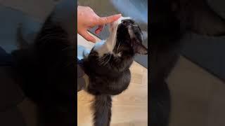 What happens if you put your finger in your cats nose #lovecatsforever #viralshorts  #viral