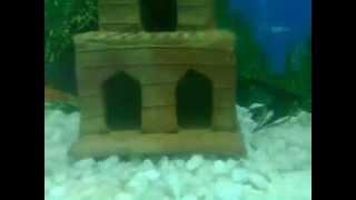 Aquarium with fish - Fresh Water Aquarium - Shubunkins,Gold Fish,Angel,Tiger Barbs,SwordFish