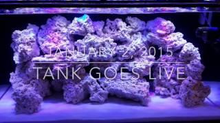 120g SCA Reef Tank - SC aquariums - One year update