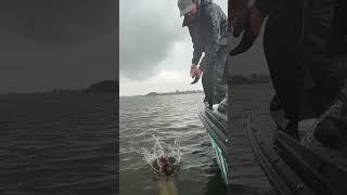 Pike Diving #simms  #pike #diving #narvalfishing #northsilver #volgabaitsteam #fishing #rainy
