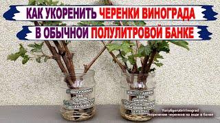  Как укоренить ЧЕРЕНКИ ВИНОГРАДА в обычной банке с водой. Что нужно обязательно сделать для ЭТОГО.