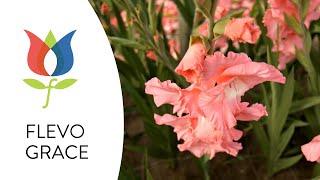 GLADIOLUS - FLEVO GRACE