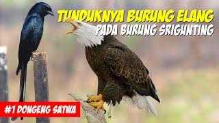 Burung Elang Turun Tahta! Kisah Tunduknya Burung Elang Pada Burung Srigunting | Dongeng Satwa