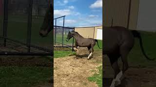 dramatic horse reaction #fyp #equestrian #horselover #horselife #horse #horsefail #myhorse #foryou