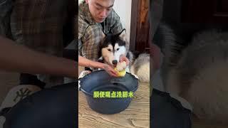 哈哈：一生反骨就要撩閑 不拆：你這個媽寶狗離我爹地遠一點！ #哈士奇 #萌寵 ##狗狗日常