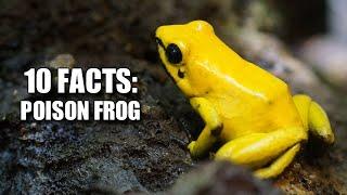 Obscure Facts: Poison Frog  (10 Facts You've NEVER HEARD!)