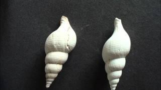 Fieldwalking Finds.wmv