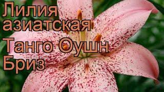 Лилия азиатская (lilium asiatic ocean breeze)  азиатская лилия обзор: как сажать, луковицы лилии