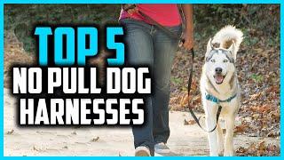 Top 5 Best No Pull Dog Harnesses Review 2024