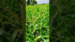 #corn #bhutta #parrot #corner #seed #harvest #Pla 19 August 2024
