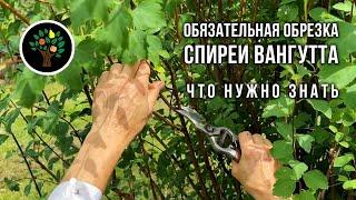 Обязательная обрезка спиреи Вангутта: что нужно знать