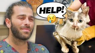 Saving A Sick Stray Cat! (Huge Cyst in the Mouth!) cat rescue