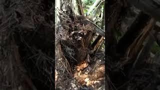 LIVE BERPETUALANG MENCARI ULAT SAGU DALAM HUTAN