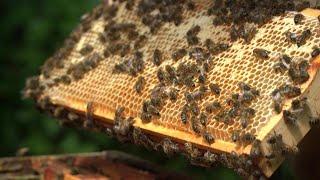 UK beekeepers's fight against honey fraud | AFP