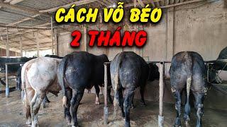 Bí Quyết Vỗ Béo Bò 3B Chỉ Trong 2 Tháng Được Xuất Bán Giá Cao  @WorldAutoNews1