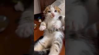 funny cats #comedy #cute #funny #shorts #viralcat #cat #pets #animals