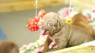 щенки питбуля (помет "M") 30 дней. pit bull puppies (litter "M") 30 days old.