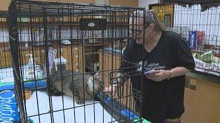 York County nonprofit hosts annual cat adoption event